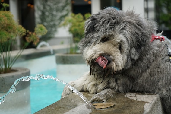 Hund am Wasserspender